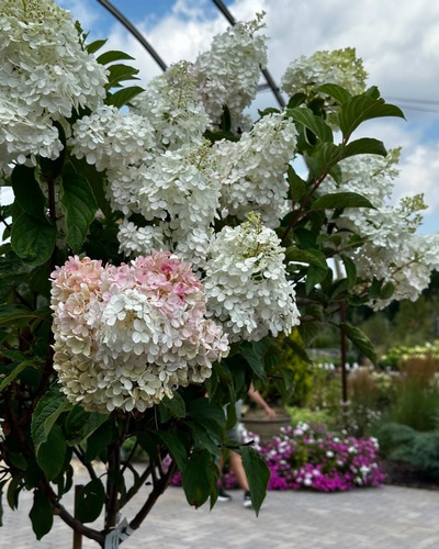 Gallery Image Hydrangea.jpg