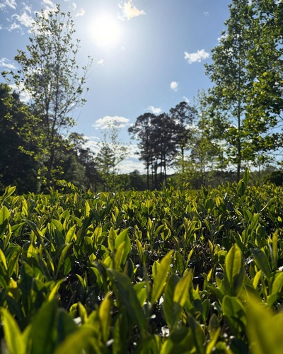 Gallery Image 489626217_18075789382826054_9041854386531355832_n.jpg