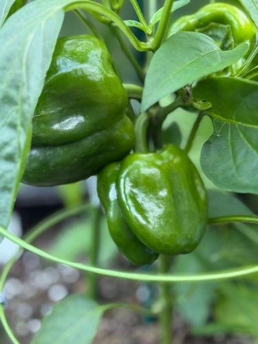 Gallery Image pepper%20at%20the%20farm%20stand.jpg Gallery Image pepper%20at%20the%20farm%20stand.jpg