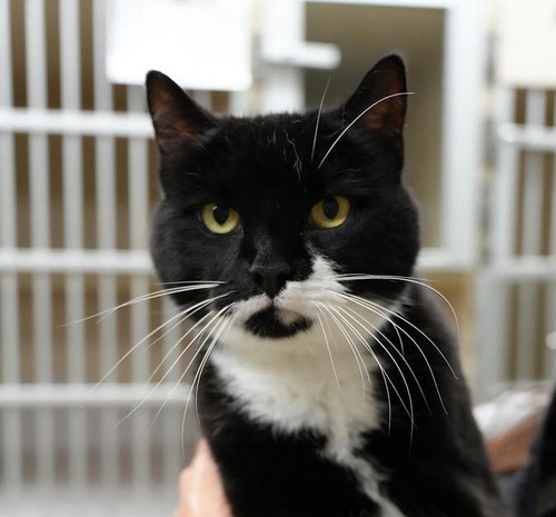 Gallery Image Black%20Kitten%20Posing%20.jpg