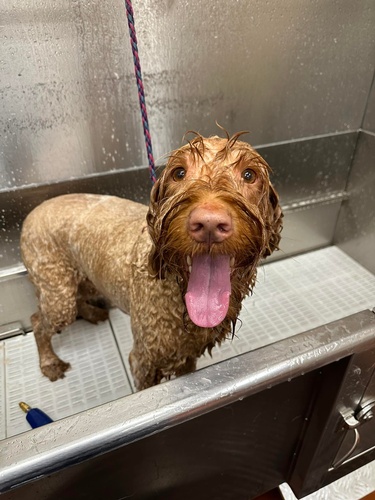 Gallery Image Derbyfield%20Kennel%20Bath%20Time.jpg