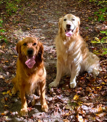 Gallery Image Golden%20Handsome%20Pose.jpg