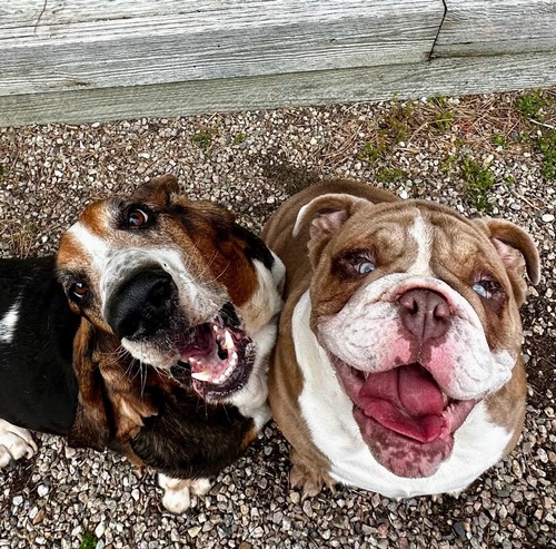 Gallery Image happy%20dogs%201.jpg