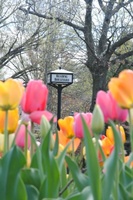 Gallery Image tulips.jpg