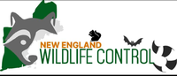 New England Wildlife Control