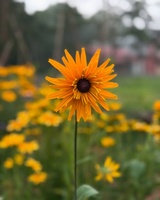 Blooming Loon Farm & Gardens, LLC