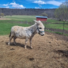 Fine Ass Farm/Genesee Valley Homesteading Expo LLC