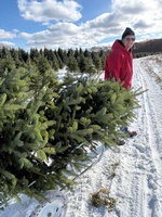 All Western Evergreen Nursery & Christmas Tree Farm