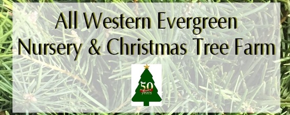 All Western Evergreen Nursery & Christmas Tree Farm