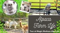 Magic Meadows Alpacas