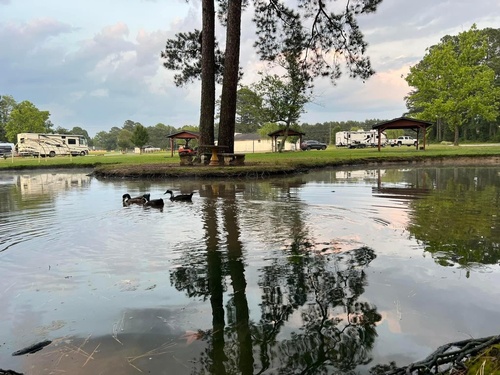 Gallery Image Kampers%20Lodge%20Ducks.jpg