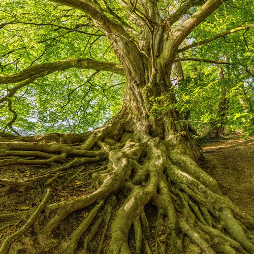 Gallery Image ROOTS.png