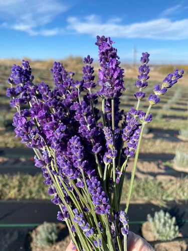 Gallery Image Lavender%20bunch.JPEG