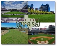 Tri-Tex Grass
