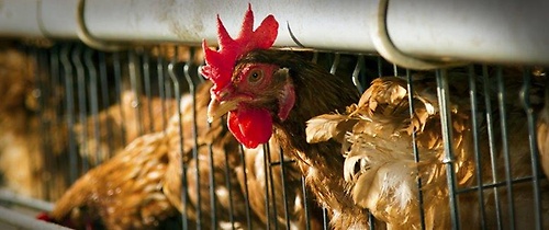 Gallery Image Small-Website-Banner-Poultry.jpg