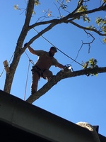 Tree Guys Tree Service