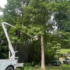 Tree Guys Tree Service