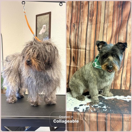 Gallery Image scottie.jpg