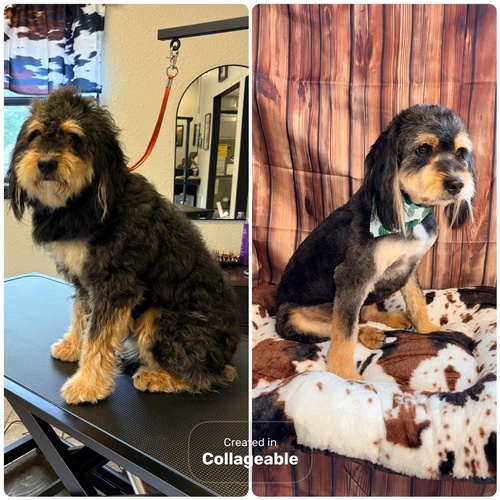 Gallery Image terrier.jpg
