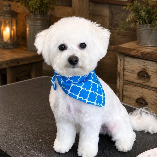 Gallery Image white%20poodle.jpg