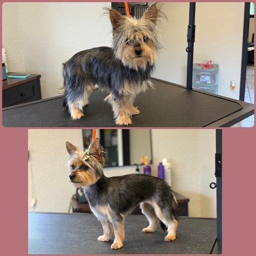 Gallery Image yorkie.jpg