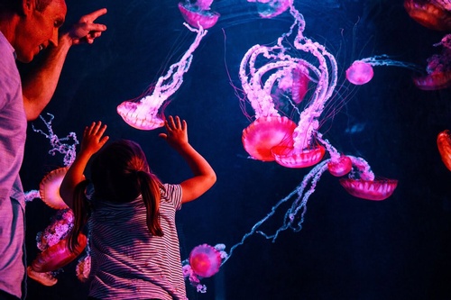 Gallery Image WOW%20jelly%20fish.jpg