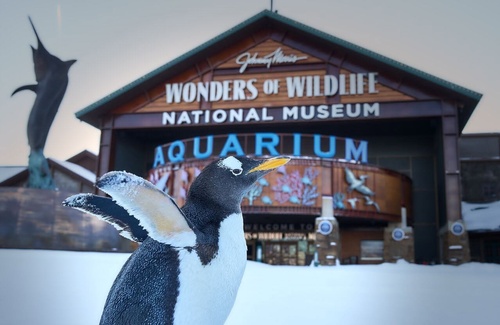 Gallery Image WOW%20penguin.jpg