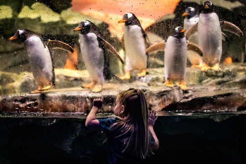 Gallery Image WOW%20penguins.jpg