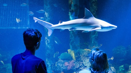 Gallery Image WOW%20shark.jpg