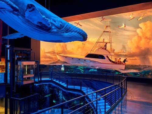 Gallery Image WOW%20whale.jpg
