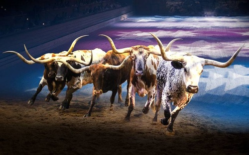 Long Horns Long Horns