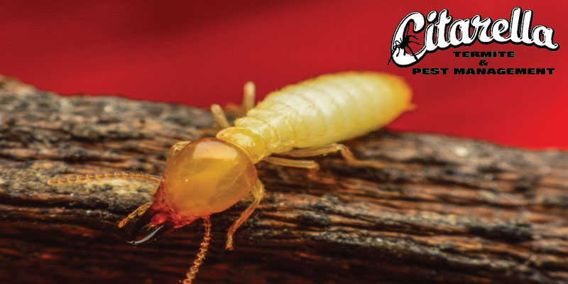 Citarella Termite & Pest Management