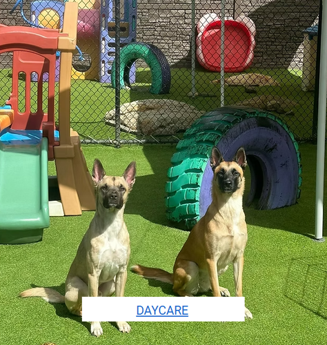 Gallery Image PAWQUETS%204.png