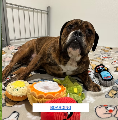 Gallery Image PAWQUETS%205.png