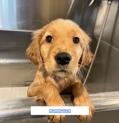 Gallery Image PAWQUETS%206.png