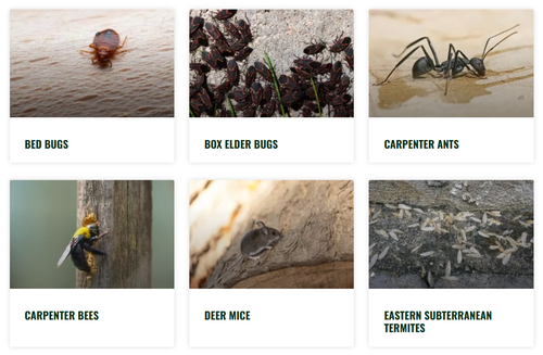 Gallery Image pests%201.png