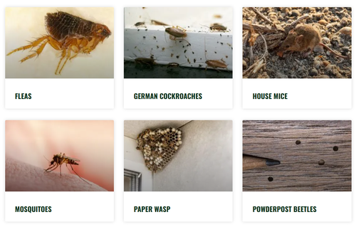 Gallery Image pests%202.png