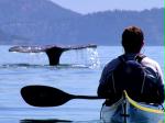 Kayaking with a Gray whale near Anacortes, Washington
