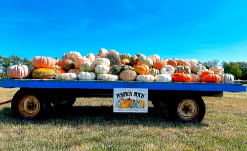 Wagon full of Pumpkins