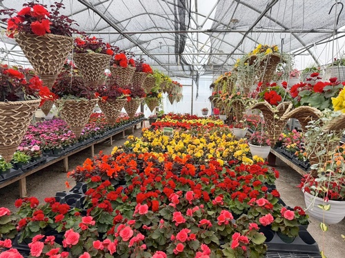 Gallery Image 2026-flowes-B.jpg