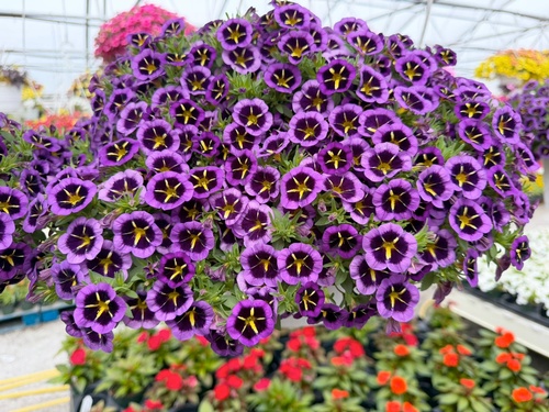 Gallery Image 2026-flowes-C.jpg