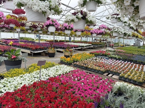 Gallery Image 2026-flowes-G.jpg
