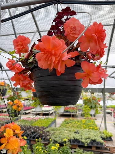 Gallery Image 2026-flowes-H.jpg