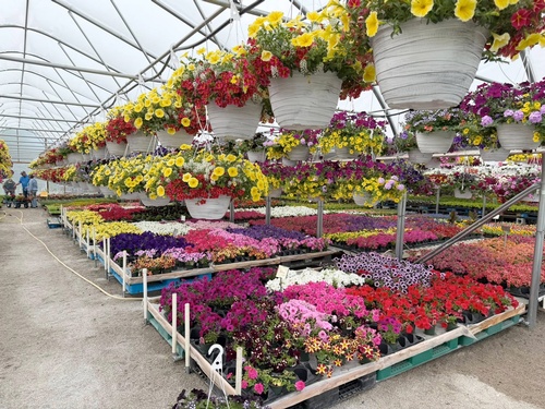 Gallery Image 2026-flowes-I.jpg