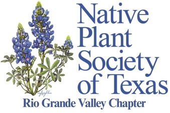 Rio Grande Valley - Native Plant Society of Texas Rio Grande Valley - Native Plant Society of Texas