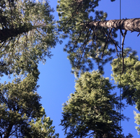 (rent from homeowner) Peaceful Pines @ Tahoe Donner