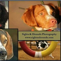 Sights & Hounds Photography