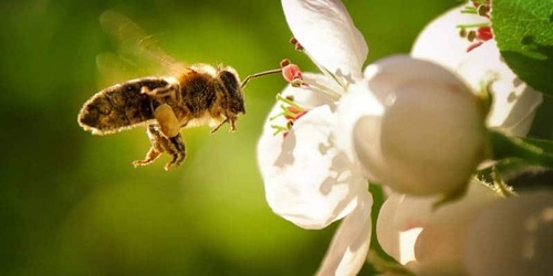 Bee removal without harming the bees as they are essential Bee removal without harming the bees as they are essential