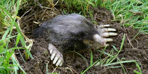 Take back your lawn with our mole control solution Take back your lawn with our mole control solution