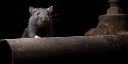 Get rid of mice and rats and prevent them from coming back Get rid of mice and rats and prevent them from coming back